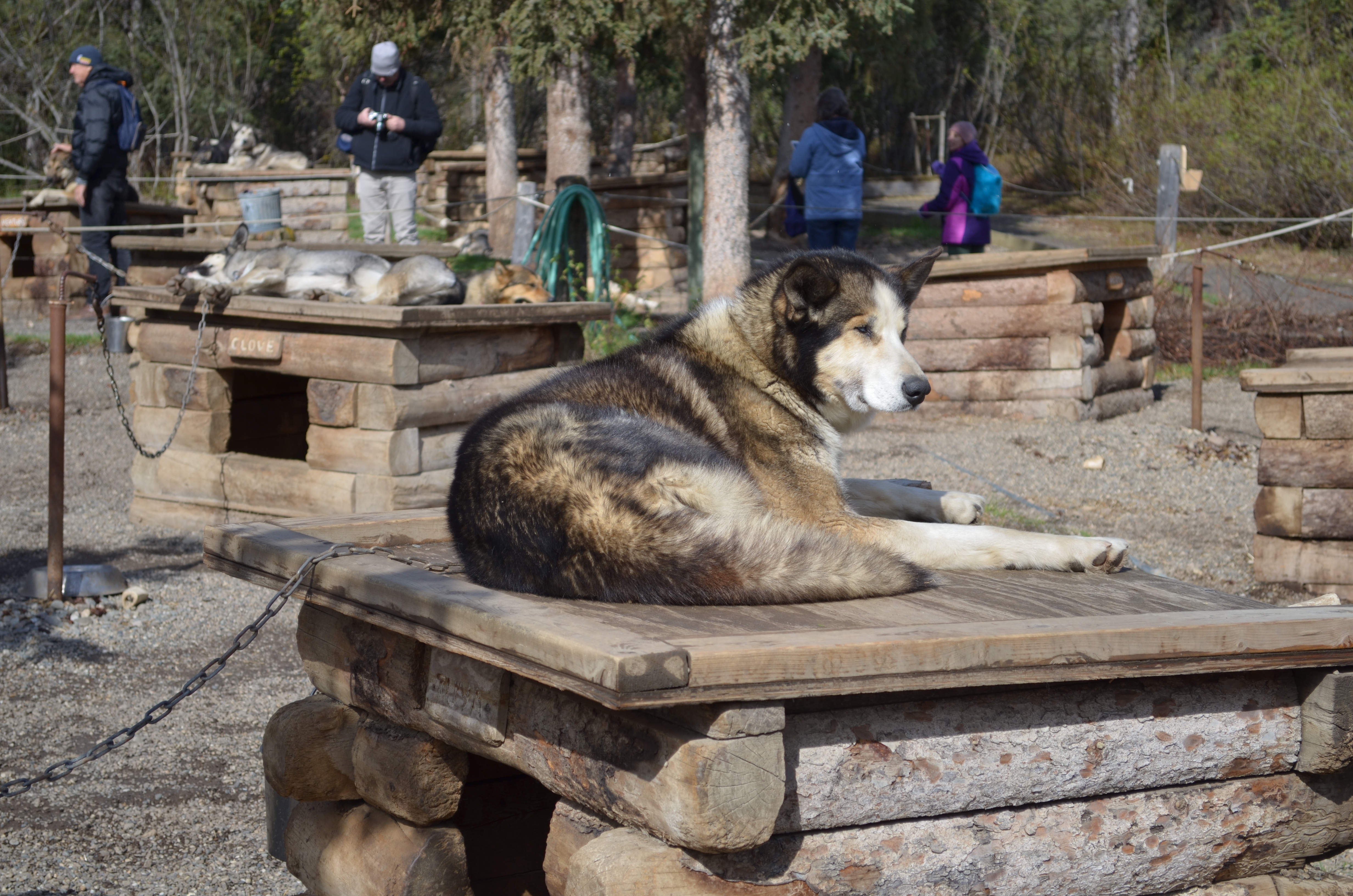 ./2017/08 - Alaska Cruise/03 - Denali/DSC_0288.JPG